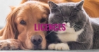 Licences pour les animaux domestiques | Disponibles à la SPCA