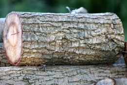 Dépôt de branches et de troncs d'arbres – retour à l’écocentre